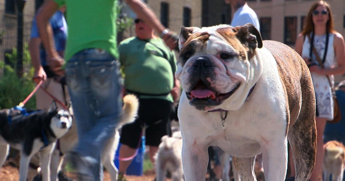 Walk For Animals' Surpasses $1M Goal For Animal Humane Society - CBS  Minnesota