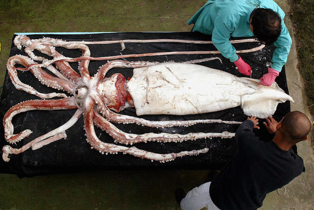 giant-squid-reuters-alamy.jpg 