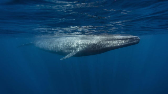 blue-whale-shutterstock.jpg 