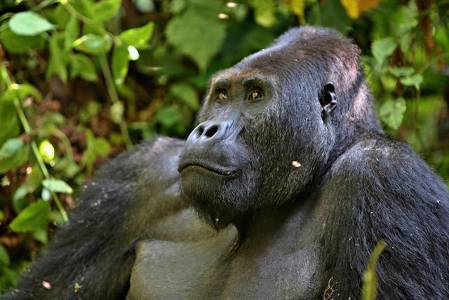 eastern-gorilla-shutterstock.jpg 