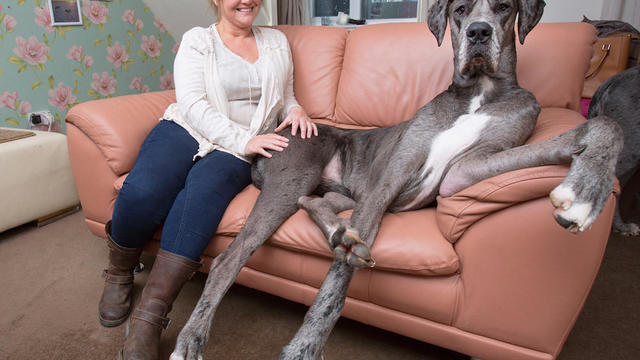 great-dane-matt-writtle-barcroft.jpg 