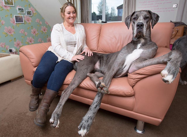 great-dane-matt-writtle-barcroft.jpg 