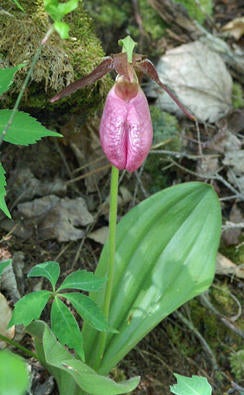 pink-lady-slipper-sherri-obrien-244.jpg 