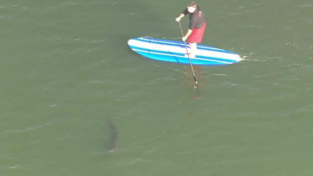paddleboarder-shark.jpg 