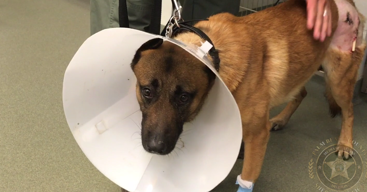 Heroic police dog heading home to recover after taking a bullet for ...