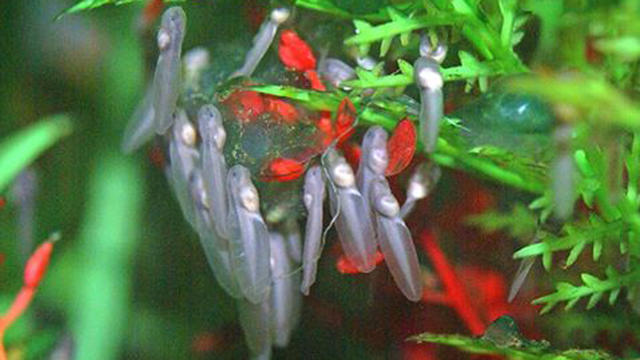 denver-zoo-tadpoles.jpg 