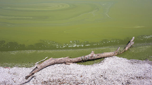 algae.jpg 