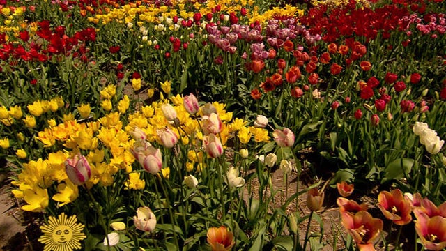 tulips-hortus-bulborum-holland-promo.jpg 