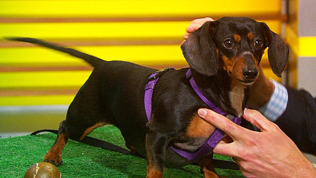 pet parade little paws dachshund rescue 
