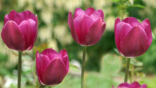 3845-purple-tulips-sherri-obrien-620.jpg 