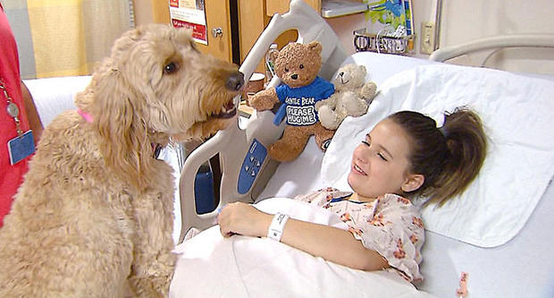 therapy dogs boston childrens hospital 