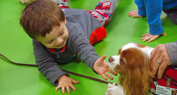 therapy dogs boston childrens hospital 