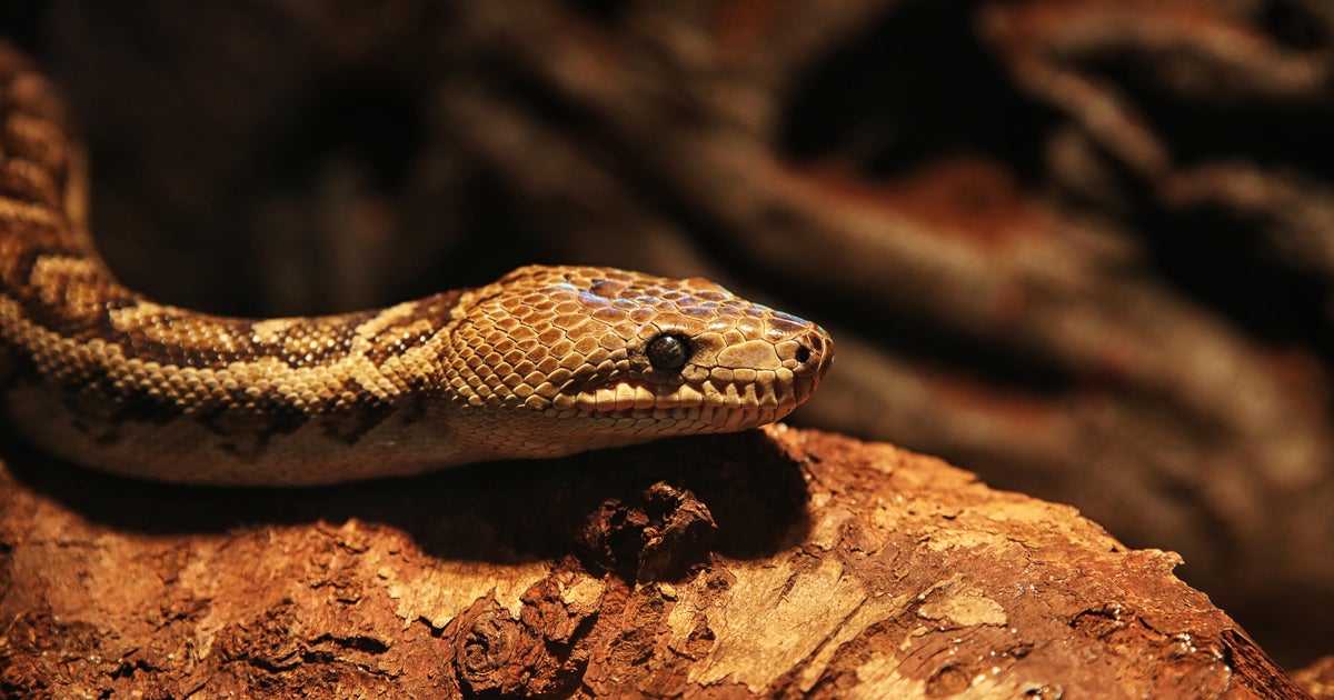 Snakes hunt in packs, study finds CBS News