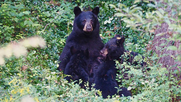 Hanover Bears 