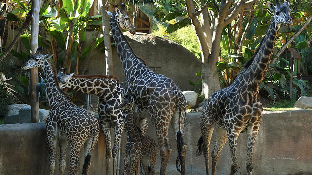 giraffes-625082914.jpg 