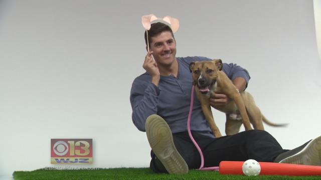 Orioles and BARCS to host pet adoptions Memorial Day weekend in effort to  alleviate capacity