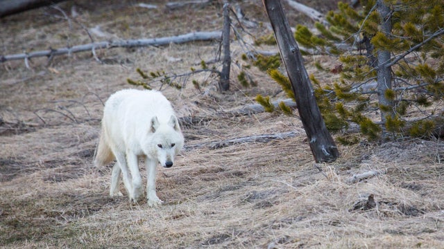 alpha-female-canyon-pack-27301720962-o.jpg 