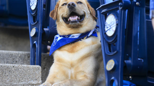 Bark at the Park Night at Comerica Park 