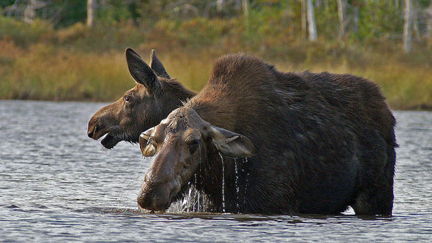 cow-moose-and-her-yearling-calf-eating-moose-muck-sherri-obrien-620.jpg 