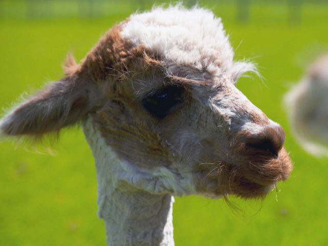 Fleecing the government Senator targets alpacas as tax dodge