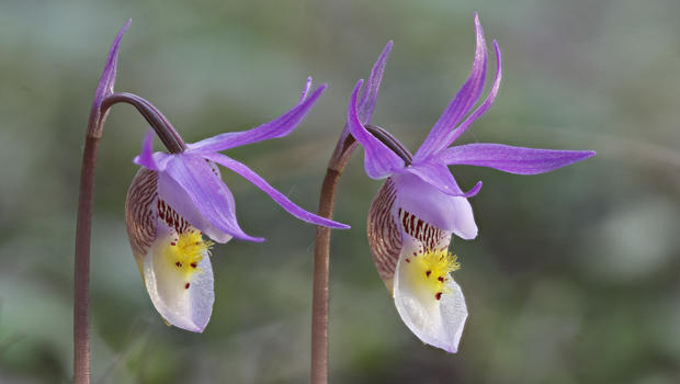 calypso-orchids-verne-lehmberg-620.jpg 