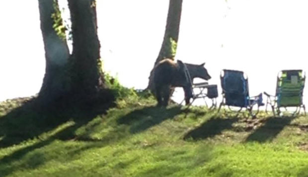 Bear Spotted At Bayport Home 