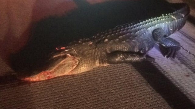 gator-hit-by-plane-killed-orlando-airport-060717.jpg 