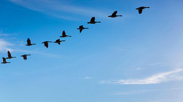 geese-flight1.jpg 