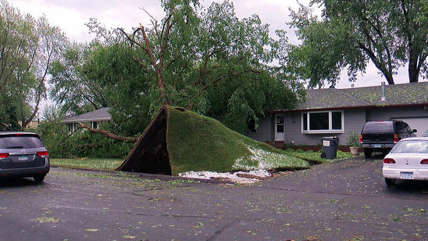 Uprooted tree in Blaine -- Severe weather June 11, 2017 