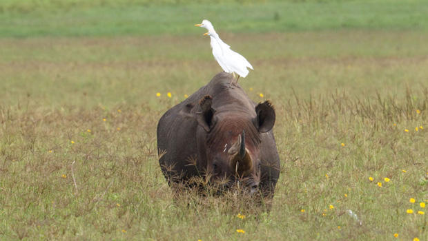 cattle-egrets-on-rhino-tanzania-marcy-starnes-620.jpg 