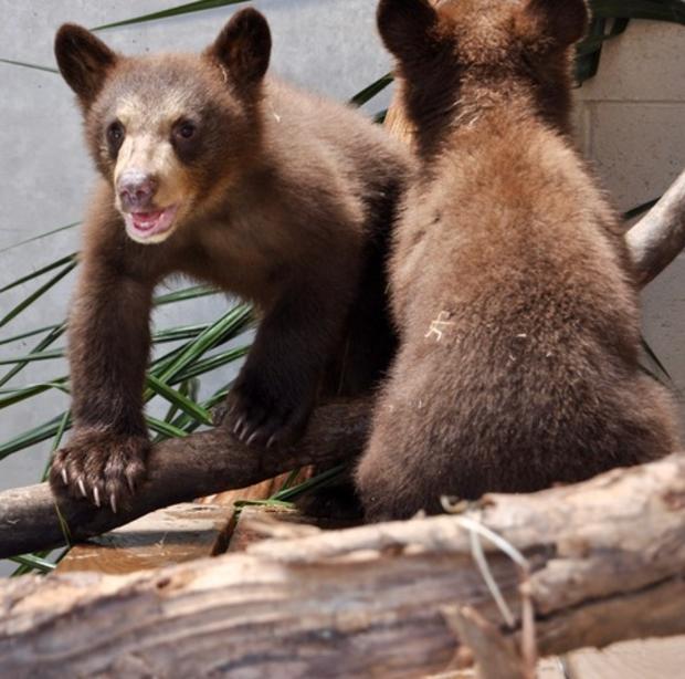 captured black bear cubs 