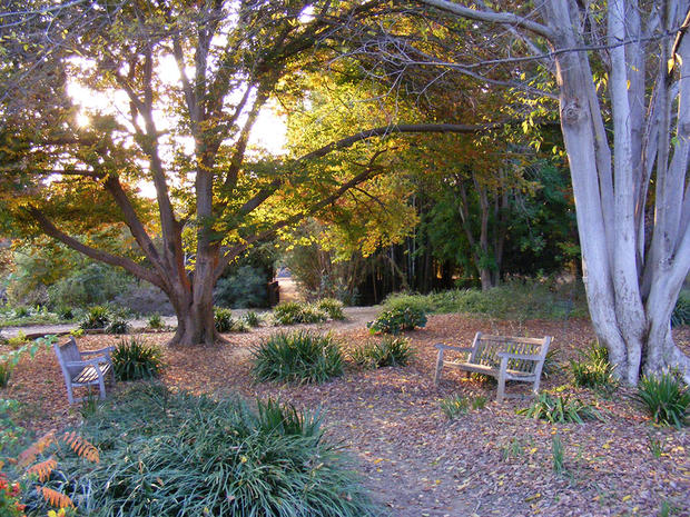 Fullerton Arboretum - Verified Woodland 