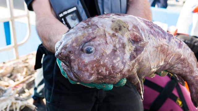 blob-fish-abyss-credit-rob-zugaro.jpg 