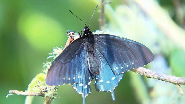 california-pipevine-swallowtail-butterfly-kpix-photo.jpg 