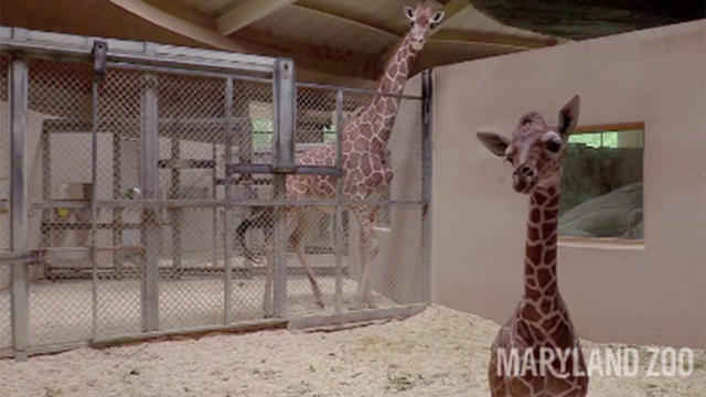 maryland-baby-giraffe.jpg 