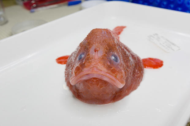 Gorgeous red coffinfish_credit_Rob Zugaro 