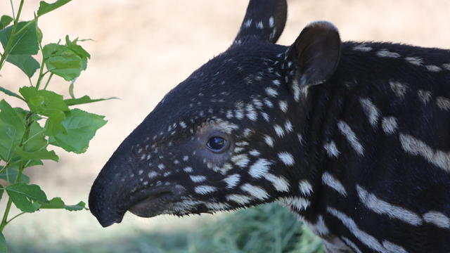 tapir-3.jpg 