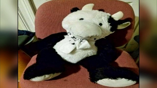 cow.jpg 