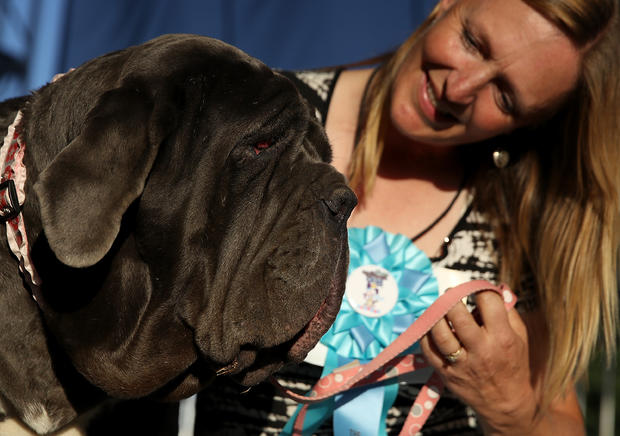 The Sonoma Marin Fair Hosts Annual Ugliest Dog Competition 
