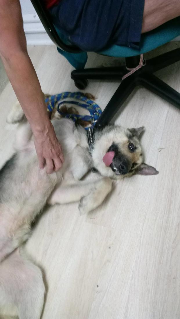 Journey Rescue Dog Without Lower Jaw 