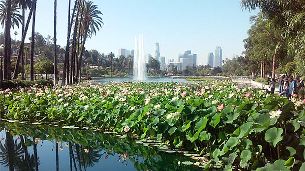 echo park lotus flowers 
