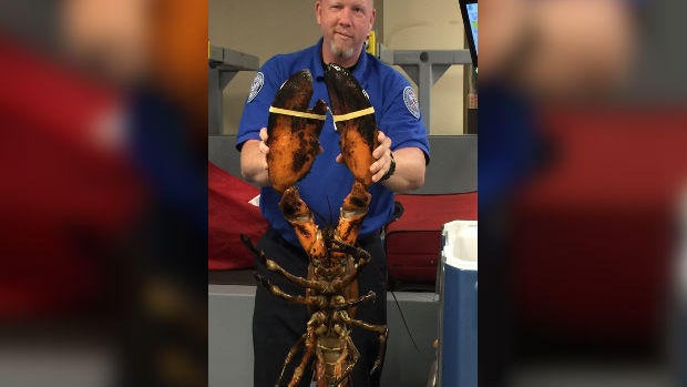 giant-lobster.jpg 