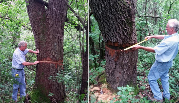 Burnsville Tree Vandalism 
