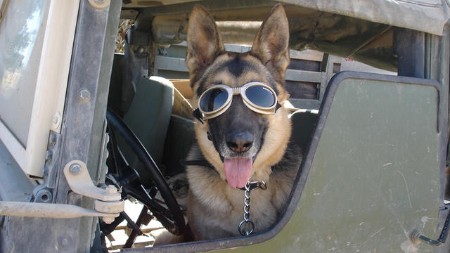 war-dogs-doggles.jpg 