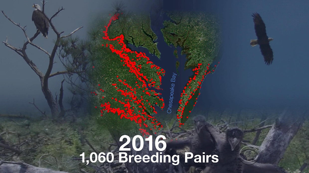 Bald eagle soars back from brink of extinction CBS News