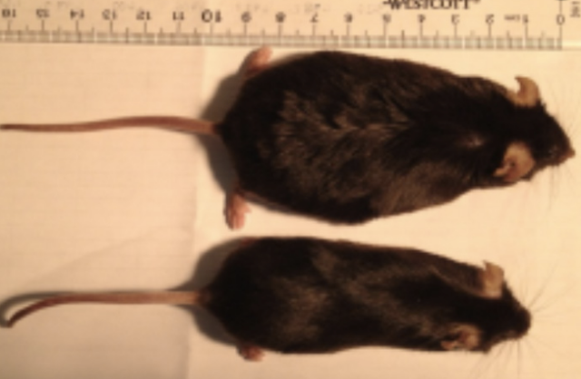 uc-berkeley-mouse-smellweight-study.png 