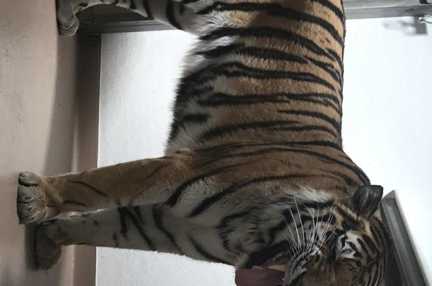 new tiger martin 1 (denver zoo) 