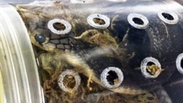 Snakes found in plastic cylinder at JFK 