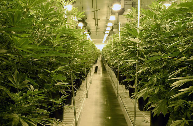 Marijuana plants are grown at Essence Vegas' 54,000-square-foot marijuana cultivation facility on July 6, 2017, in Las Vegas, Nevada. 