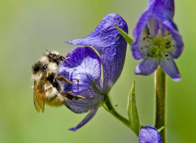 Nature up close: Bees - CBS News